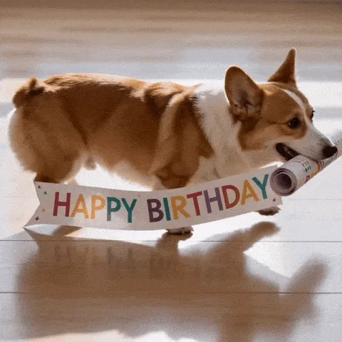 corgi banner happy birthday GIF — short-legged corgi carrying a rolled birthday banner across a floor