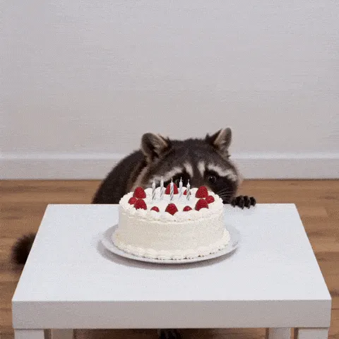 raccoon steal happy birthday GIF — masked raccoon peeking over a white table toward a berry-topped cake