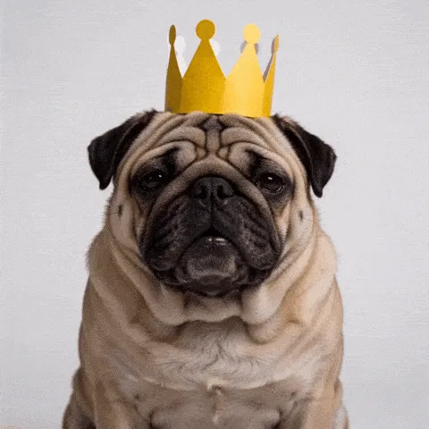 sharpei hat happy birthday GIF — wrinkled-faced small dog wearing a tall golden birthday crown